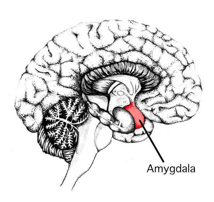 amygdala-fear-breathing-public-neurosciencenews